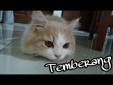 Temberang - Cover Dance By Lucky Baby Aby.. HAHAHAHAAA :)