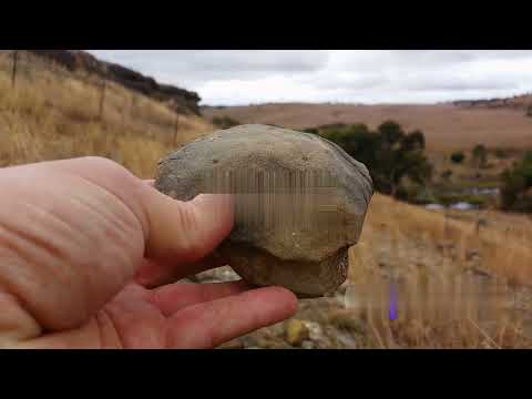 "Unearthing the Colossal Sea Monster: Discovery of a Colossal Pliosaur Skull"