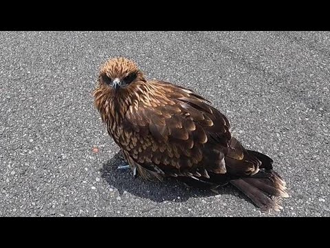After helping a buzzard, I got a lot of gifts!