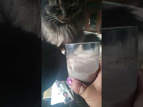 My cat loves chocolate milk