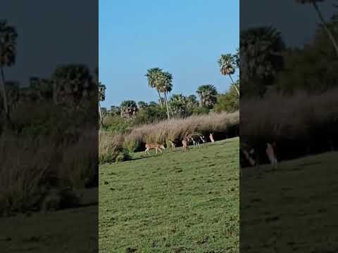 el viernes nos vemos en 9 de julio CORRIENTES con el Foster f290 9 milímetros tendremos suerte??