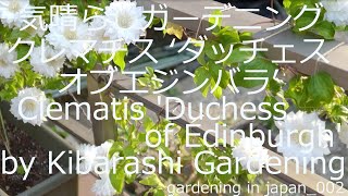 ガーデニング クレマチス ‘ダッチェスオブエジンバラ’ 小さな庭 Kibarashi Gardening Clematis 'Duchess of Edinburgh' Small Garden