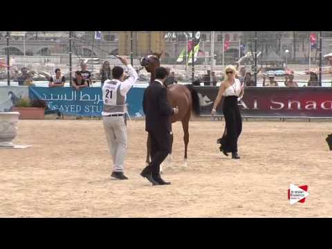 N.21 D SAFANA - Menton 2015 - Yearling Fillies 1 year old (Class 1B)