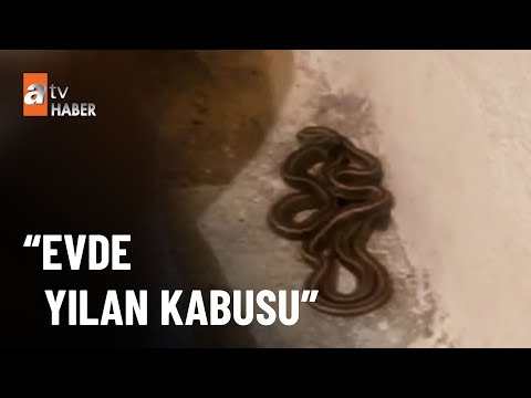 Evin her yerinden yılan çıkıyor - atv Haber 21 Temmuz 2022