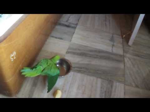 Friendly parrots visits home