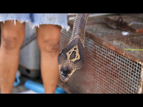 Dangerous King Cobra Snake Cooking in Thailand | Thai Street Food