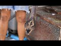 Dangerous King Cobra Snake Cooking In Thailand Thai Street Food