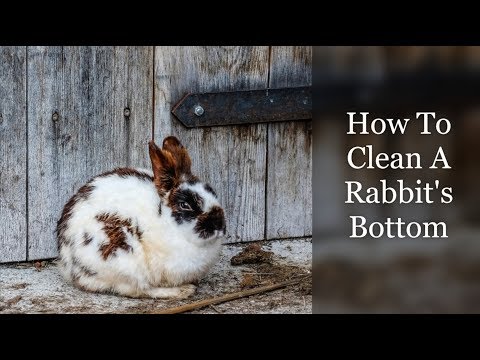 How To Clean A Rabbit's Bottom