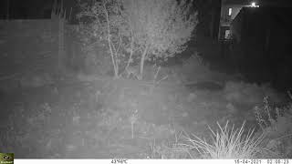 Molí de la Sal: guineu rastrejant