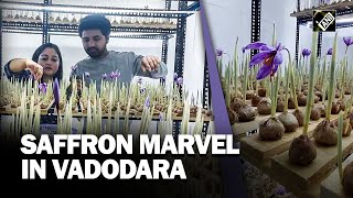 Vadodara couple’s tiny room yields big success in Saffron cultivation