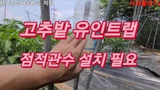 2021고추생육 중간 점검해보니
