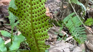 2025 8 04 蕨之美+28 台北植物園