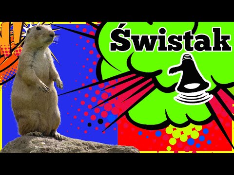 Zwierzęta dla dzieci - Odgłosy świstaka - Jak robi świstak
