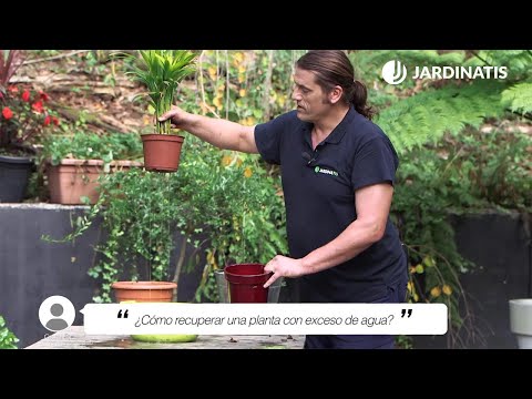 , title : '¿Cómo recuperar una PLANTA con EXCESO de AGUA? 💧🌼 Jardinatis'