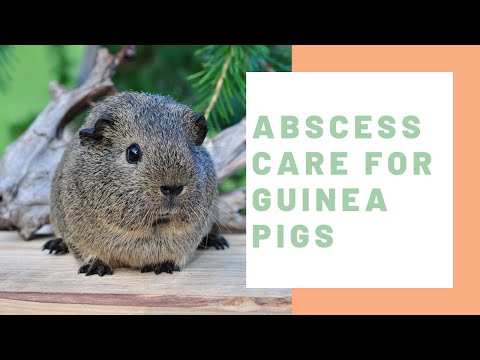 YouTube video about: Will an abscess kill a guinea pig?