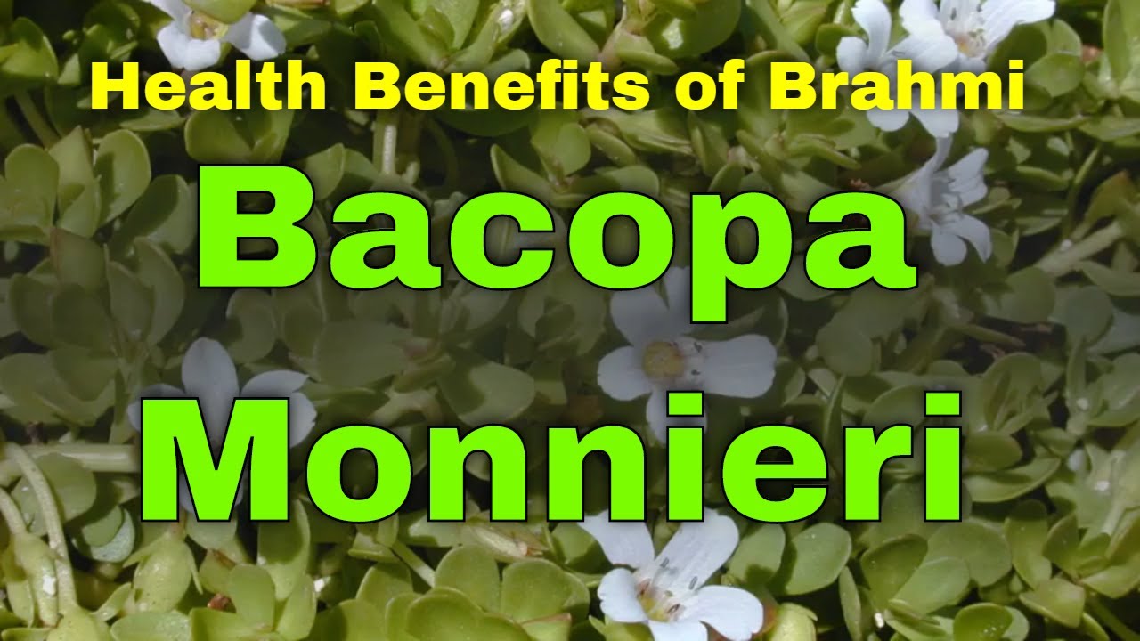 Health Benefits of Bacopa Monnieri Brahmi - Adaptogens herbs bacopa benefits for stress