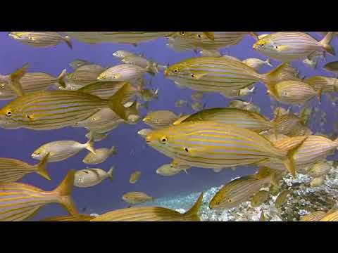 A school of fish swimming underwater | Nature Relaxation Films