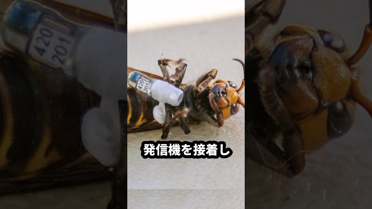 オオスズメバチの最後