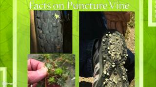 Puncture Vine: Adopt-a-Spot Training Video