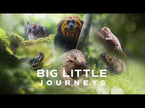 Big Little Journeys - Showcase 2023 trailer