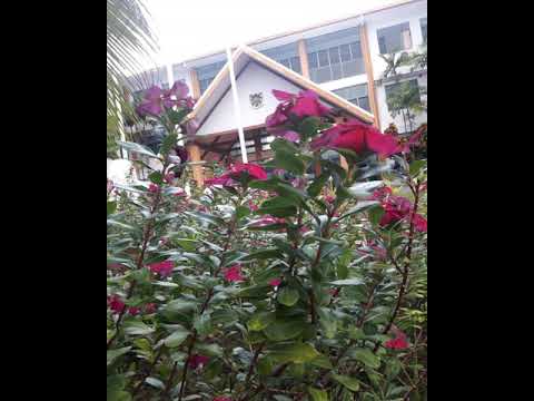 Tuvalu song - Ke ii mai koe