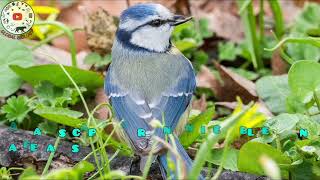 Download lagu Eurasian blue tit with it call and African blue tit mp3 Download lagu Eurasian blue tit with it call and African blue tit mp3