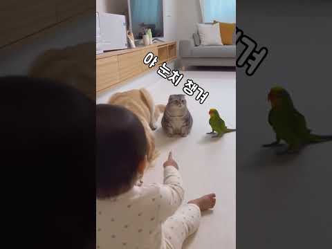 고양이는 왜 안 쓰러졌을까… 앵무새 한마디에 반전