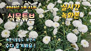 2026년 1월 31일 실시간 방송으로 예쁜식물들 시청 하시면서 수다 즐겨봐요 #양재꽃시장 #식물튜브 #식물…