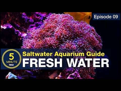 How to make the best water possible? The result is a thriving saltwater tank & RODI is the answer