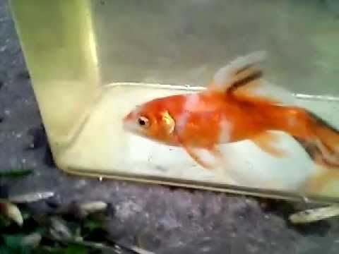 comment prendre soin d'un axolotl
