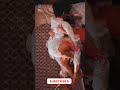Tabu Bold Viral Shorts Subscribe