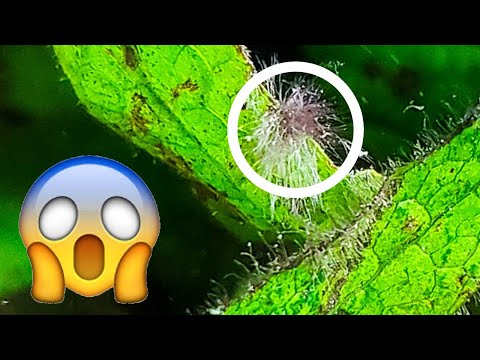 How to Fight Black Beard Algae – 5 Easy Ways