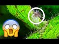 How To Fight Black Beard Algae 5 Easy Ways
