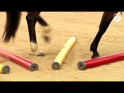 Loesdau Lessons: Grundlagen der Reitpferdeausbildung mit Ute Holm Teil 3 Stangenarbeit