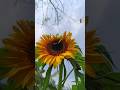 Before Harvest Sunflower Shorts Kitchengarden Gardening Honeybee Farming Shortsvideo Short