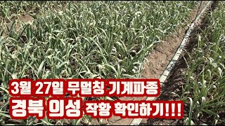 마늘재배!! 무멀칭 기계파종 과연 해야하나???? 인건비 절약에는 최고인데 관리 방법은??…