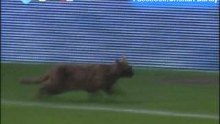 Aparecio un gato en Boca vs Estudiantes -Torneo Inicial 2012