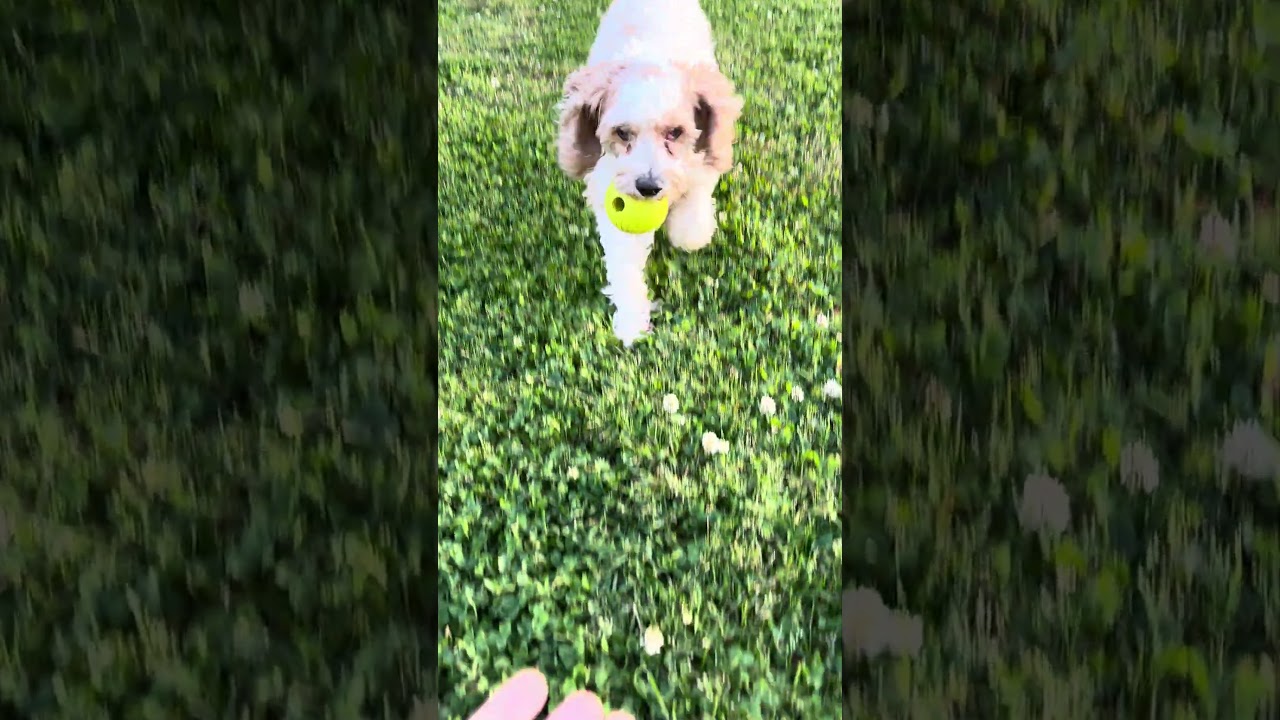 Ryman, a ADOPTABLE Cockapoo in Columbia, TN video 2/6