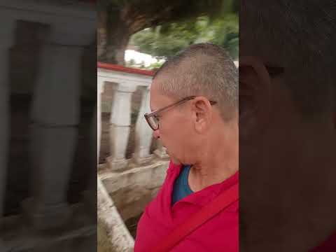 Árbol Saman Bochalema ☺️🤪👌