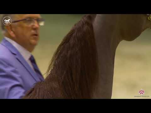 N 29 JAWHRAT ALBADR   Dubai Arabian Horse Show 2020   Yearling Fillies Class 2B