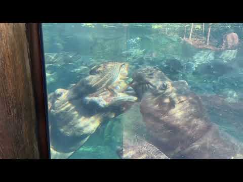 Hippo Fiona and Tucker figuring out whose mouth is bigger - Cincinnati Zoo #shorts