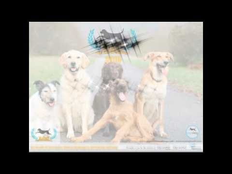 Basics of Ligament Injury and Arthritis – Video Basics of Ligament Injury and Arthritis - Video