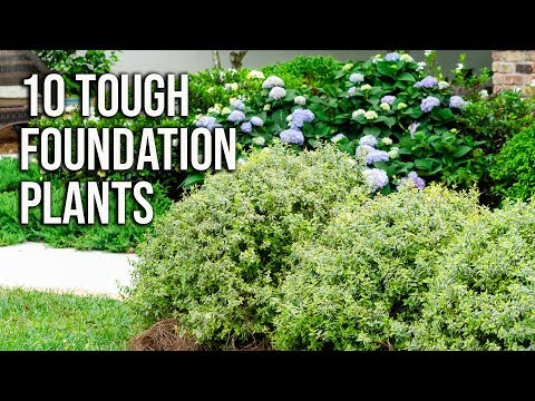 , title : '10 Tough Foundation Plants