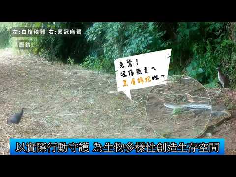 1141111 友善石虎農作成果發表 展現農業 生態共榮(影音新聞)