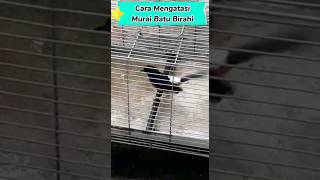 Download lagu Cara Mengatasi Murai Batu Birahi 🔥 #shorts mp3