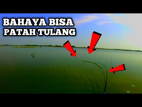 Mancing Lamongan surganya ikan||Rawa Sugio||Rawa Balongganggang||Mancing Liar Lamongan||mancing liar