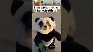 Download lagu Happy National Panda Day! Every day is panda day for Huxley 🐼🐶❤️ #pandapuppy #cutepets #dogcostume mp3