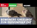 Bewoners rond winkelcentrum Gagelhof in Utrecht Overvecht zijn duivenpoep zat [RTV Utrecht]