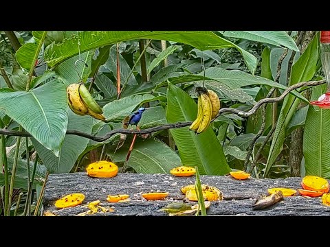 Male Red-legged Honeycreeper With An Appetite Visits The Panama Fruit Feeder – July 18, 2021