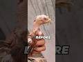 injured chick treatment 😷 #agfarm #injured #chicken #birds #shortvideo